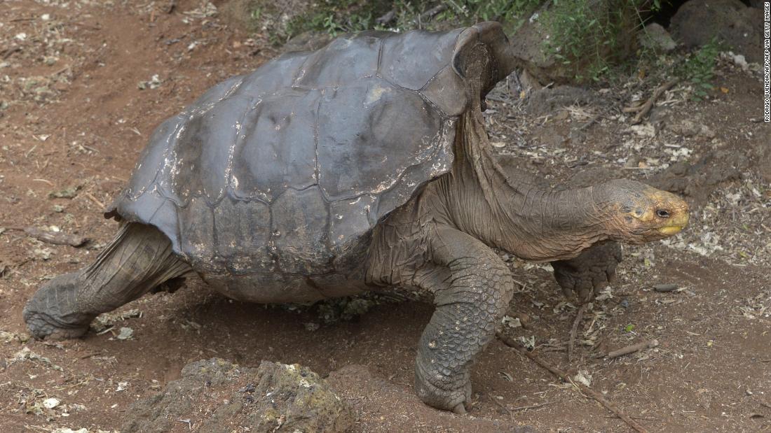 Diego, the tortoise who saved his entire species, finally retires to uninhabited island