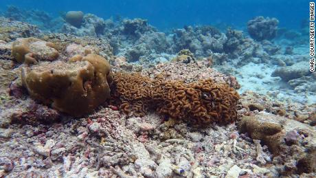 Some parts of the Maldives are believed to have lost up to 90% of corals because of changing conditions, including rising temperature.