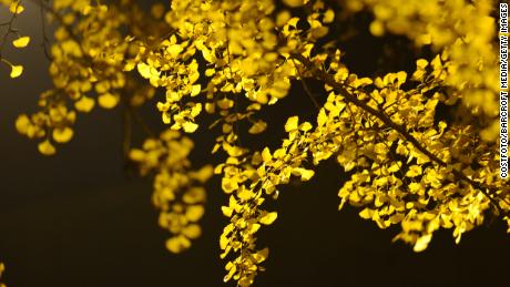 Ginkgo trees photographed in November 2018 in Nanjing, China. 