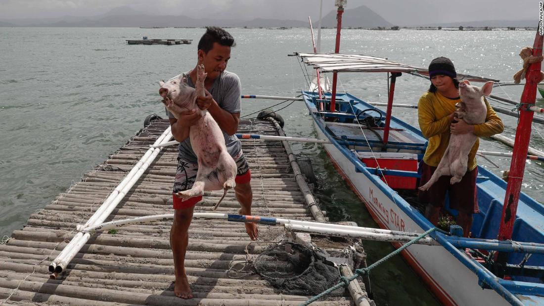 Men carry piglets that were rescued in Talisay on January 14.