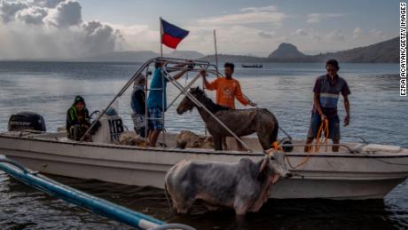 Animals are seen aboard a boat after being rescued from near Taal Volcano&#39;s crater by residents on January 14, 2020 in Balete. 