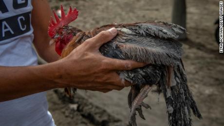 A resident carries a rooster covered in volcanic ash from Taal Volcano&#39;s eruption in Laurel, Batangas province.