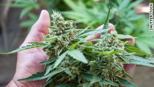 Scientists discovered a weed compound that may be 30 times more powerful than THC 200115183616-cannabis-plant-buds-stock-medium-plus-169