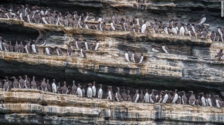 A colony of common murres.