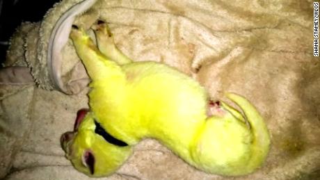 A dog gives birth to a green puppy, now named &#39;Hulk.&#39; Here&#39;s the science behind it