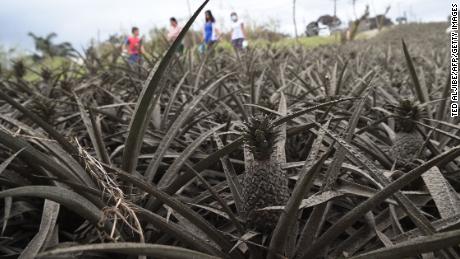 Residents affected by the eruption of Taal volcano walk past pineapples covered in mud in Tagaytay City.