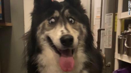 A husky with &#39;weird&#39; eyes was adopted after going viral