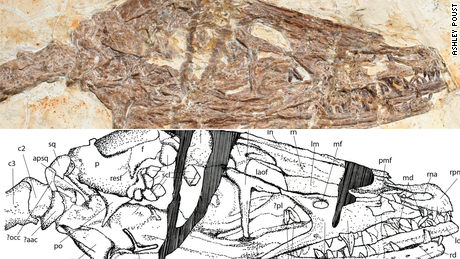 A closer look at the skull, along with a detailed drawing.