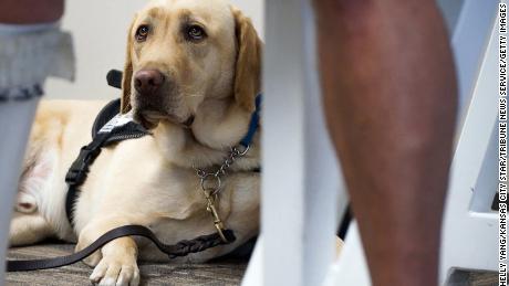 Proposal Would Allow Airlines To Block Emotional Support Animals