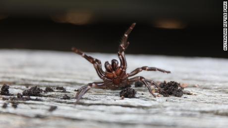First fires, then floods. Now Australians need to watch out for deadly funnel-web spiders, experts say
