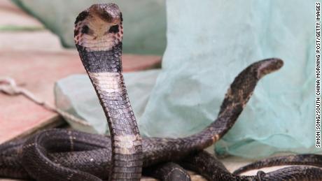 Snakes could be the source of the Wuhan coronavirus outbreak