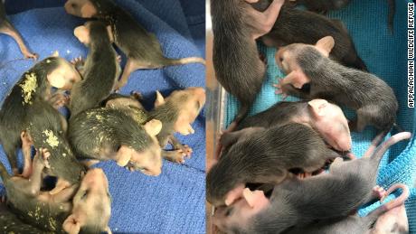 A before and after photo of baby possums after they&#39;re brushed with the wands.