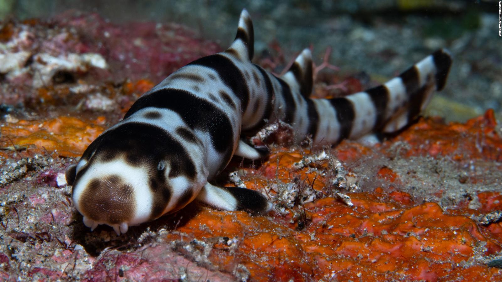 Scientists Discovered Four New Species Of Sharks That Walk