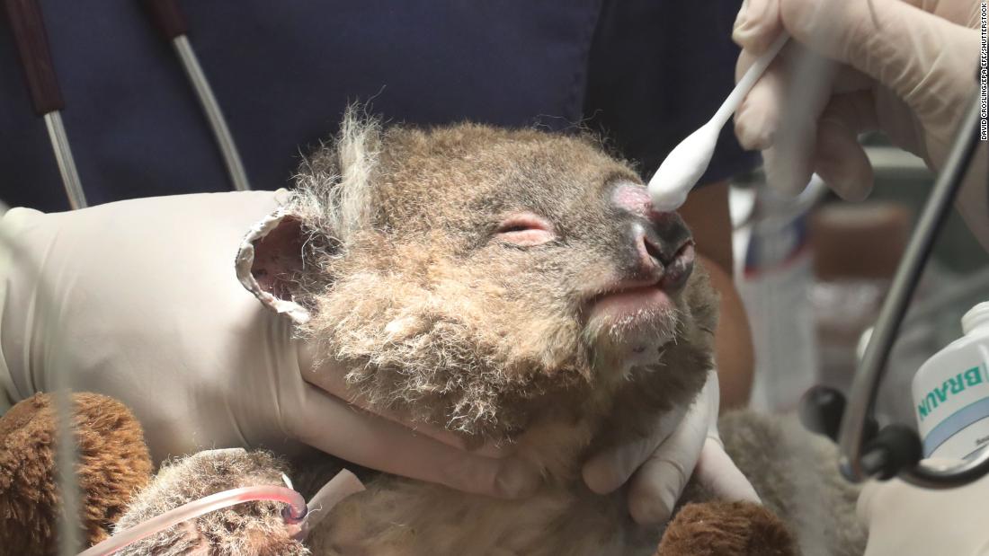 A young koala named Jeremy receives medical attention for burns at the Healesville Sanctuary in Badger Creek, Australia, on January 23.