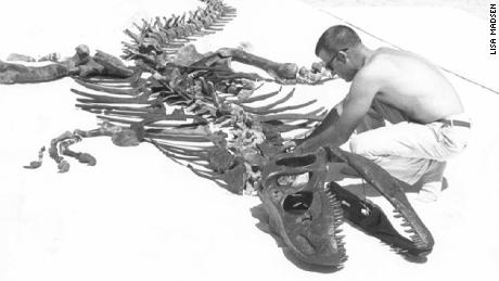 A photo showing the late paleontologist James Madsen Jr assembling a composite skeleton of Allosaurus from the Clevland Lloyd Dinosaur Quarry