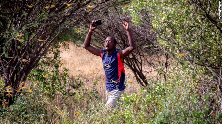 A man walks through a locust swarm in Kenya on 22 January 2020, Samburu County, Ololokwe, Kenya.