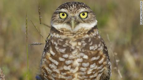 Burrowing owls are a threatened species in Florida, so many of them have moved into cities. Marco Island residents can now earn $250 for letting owls live in their yards, and they don&#39;t even need to dig the holes themselves. 