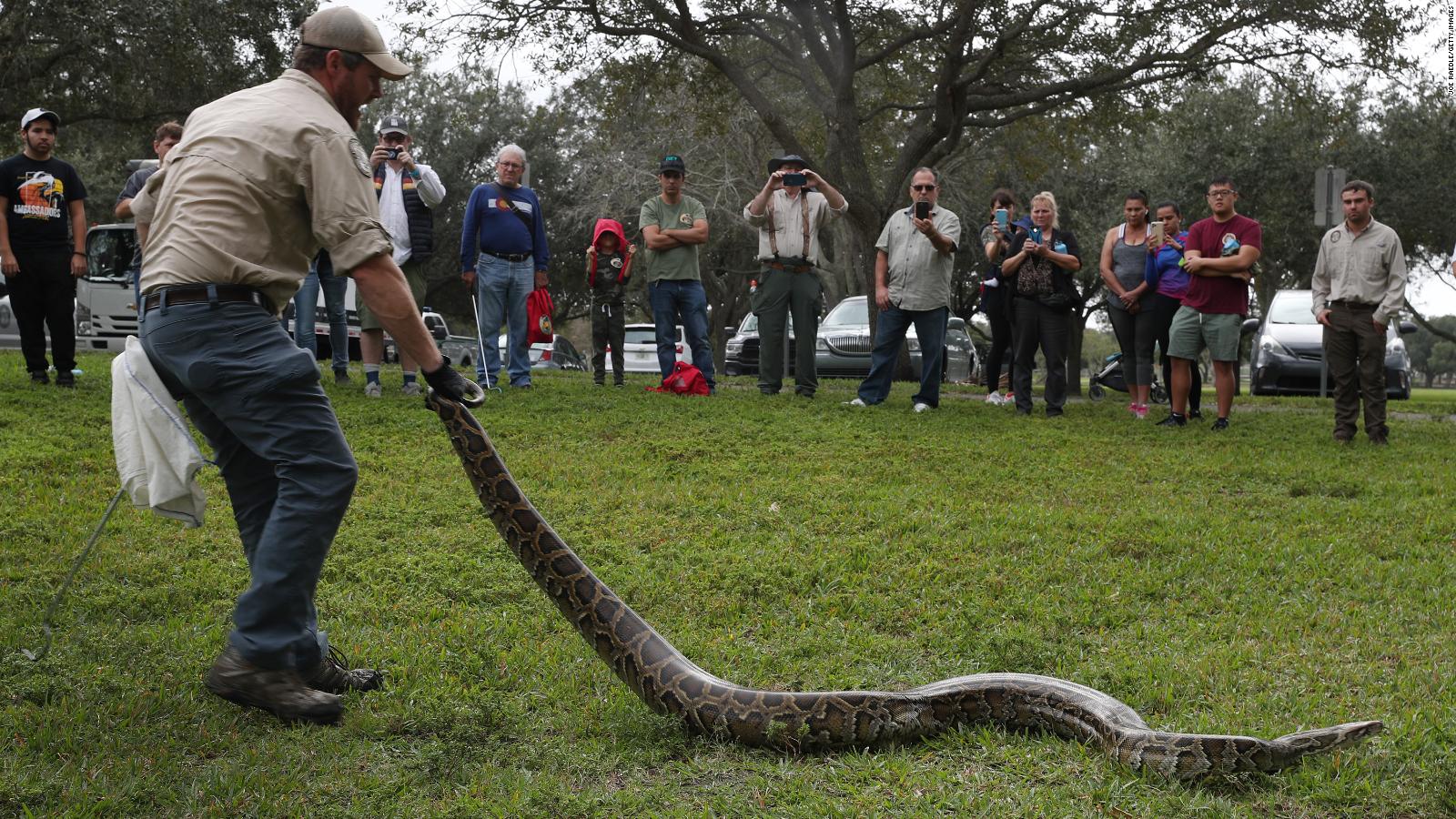 Florida Python Bowl Hunters Put The Squeeze On 80 Snakes Cnn