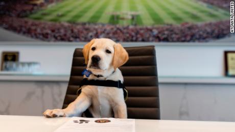 Spike, the future service dog, &quot;signs&quot; his contract with MLS team Atlanta United. 