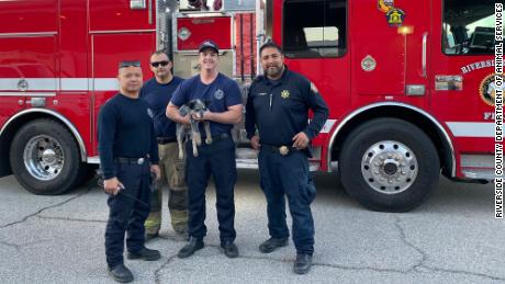 Lana, the 3-month-old Australian cattle dog with her rescuers from the Riverside Fire Department. 