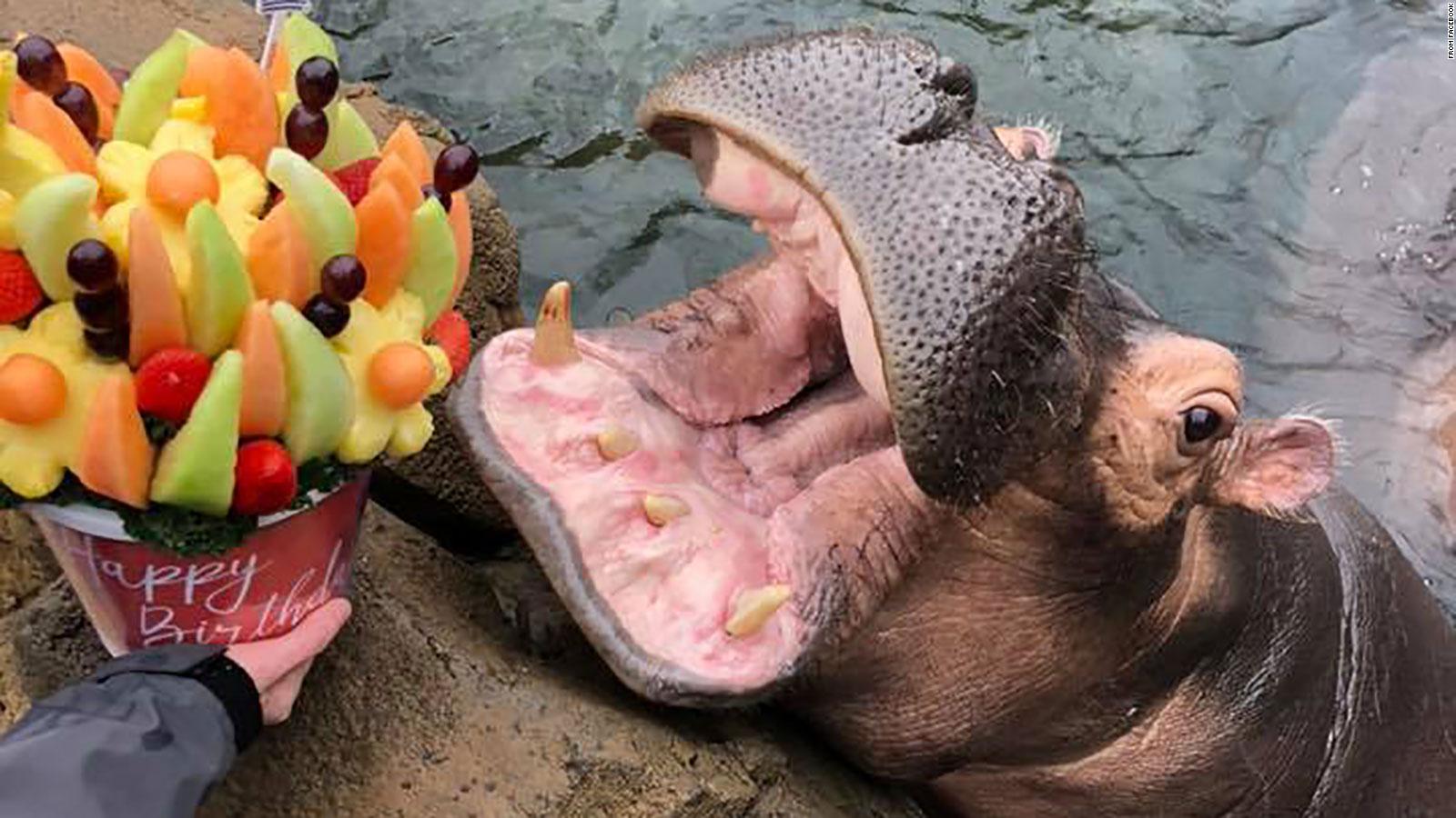 Fiona The Hippo She Just Received The Sweetest Birthday Gift From Her Boyfriend Timothy Cnn