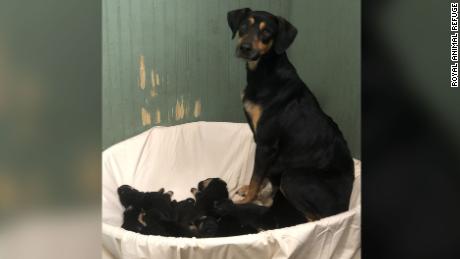 Clover was able to lead volunteers to a home where dead and abused animals were found. She and her 10 puppies are now safe. 