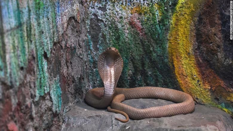 A venomous spectacled cobra, also known as Indian cobra (Naja Naja) or white cobra, is seen near a painting inside its enclosure at the Kamla Nehru Zoological Garden in Ahmedabad on January 30, 2019.
