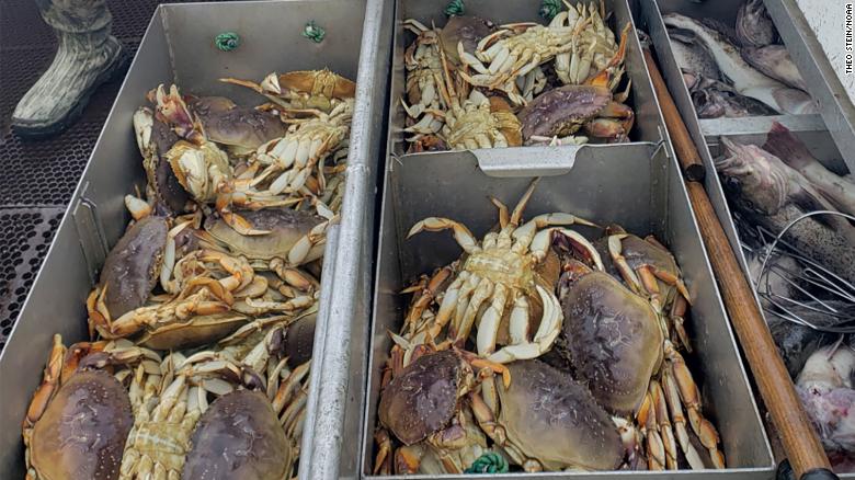 The Pacific Ocean is acidifying at such a rate that Dungeness crabs, some of the most valuable crustaceans in the Pacific Northwest, are suffering partially dissolved shells and damage to their sensory organs, a new study found. 