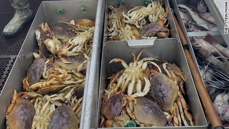 The Pacific Ocean is so acidic that it&#39;s dissolving Dungeness crabs&#39; shells