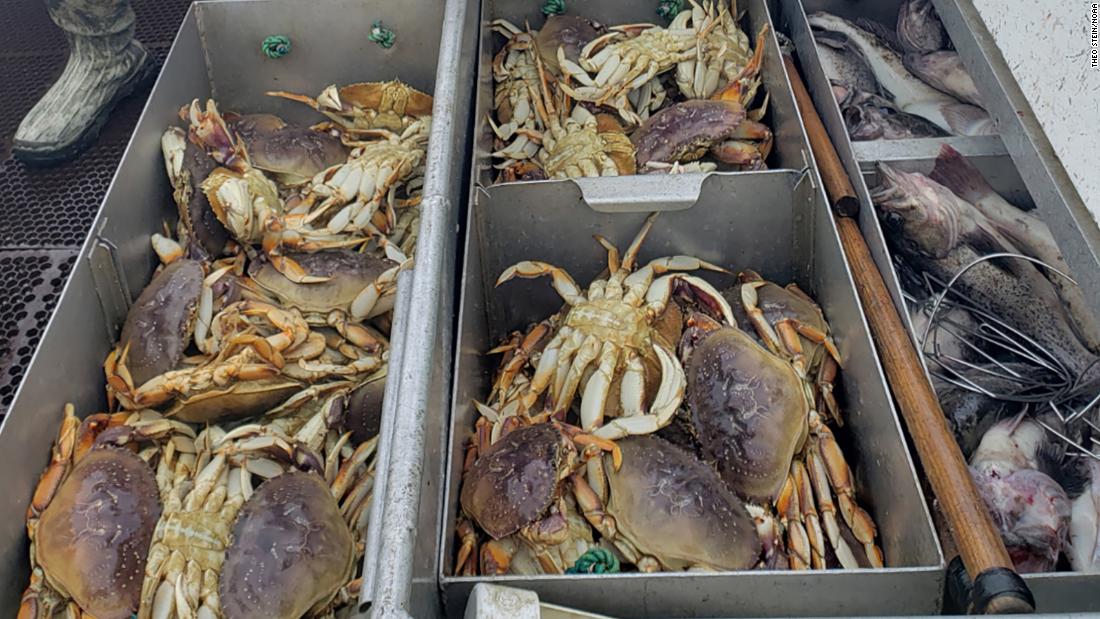 The Pacific Ocean is so acidic that it's dissolving Dungeness crabs' shells - CNN