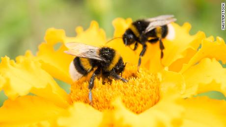 If you want to save bumble bees, plant these flowers in your yard 