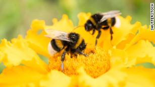 Save bumble bees by planting these flowers.