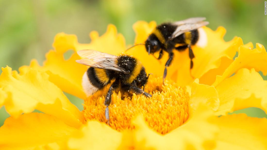 Save the bumble bees by planting these flowers - CNN