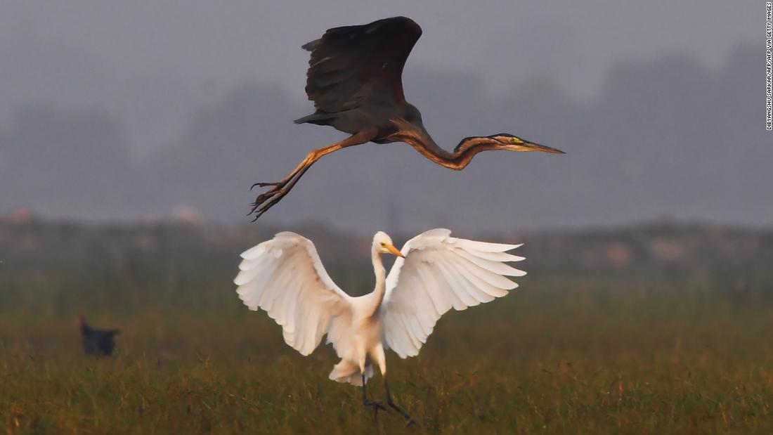 A purple heron flies over a little egret at the Mangalajodi bird sanctuary near Odisha, on the eastern coast of India. The wetland is the largest wintering ground for migratory birds in the Indian subcontinent, hosting over 160 species of birds in peak migratory season, according to Conservation India.
