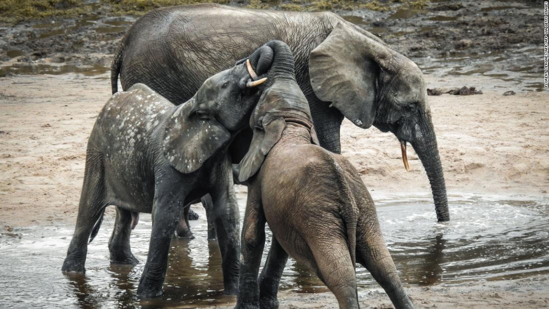 &quot;Inland wetlands are the biggest biodiversity hotspot in the world,&quot; says William Darwall, head of the Freshwater Biodiversity Unit at the International Union for Conservation of Nature. &lt;br /&gt;A forest elephant and calves bathe in the marshes of in Bayanga Equatorial Forest, part of the Dzanga Sangha Reserve in the Central African Republic. The reserve is a refuge for forest elephants and gorillas, and is home to diverse wetlands, including swamp forests and periodically flooded forests.
