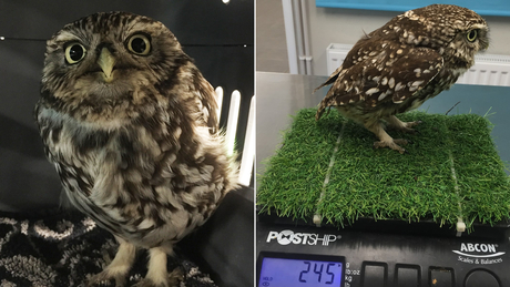 The female &quot;little owl&quot; was a third heavier than normal for the species. (Credit: Suffolk Owl Sanctuary)