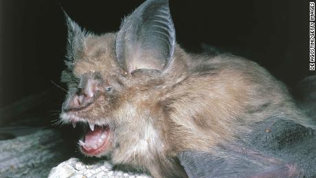 Bats, the source of so many viruses, could be the origin of Wuhan coronavirus, say experts