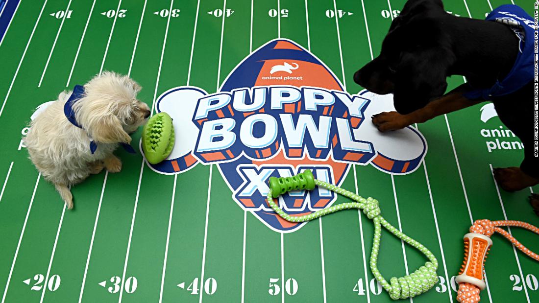 Todo listo para el Puppy Bowl el Super Bowl para cachorros CNN Video
