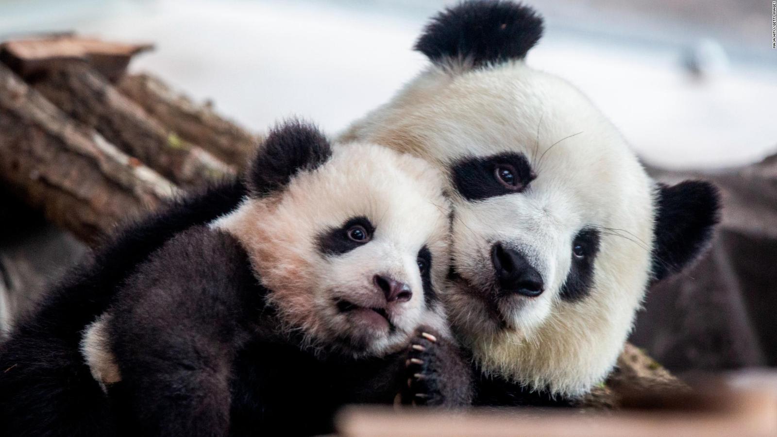 Germany's First Baby Pandas Make Their Public Debut - CNN Video