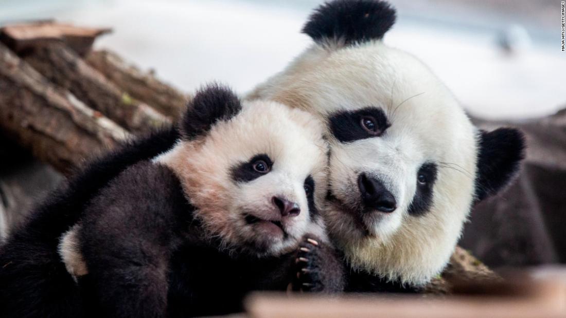 Germany's first baby pandas make their public debut - CNN Video