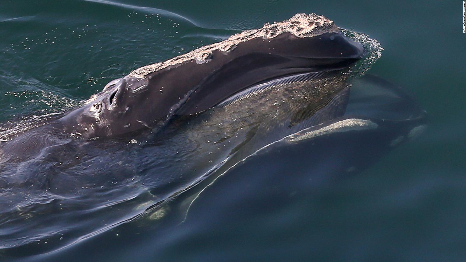 Dozens of right whales are off Nantucket Island where one is stuck in