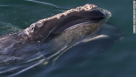 North Atlantic right whales are at risk of extinction.