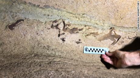 Scientists have found a 330-million-year-old shark&#39;s head fossilized in a Kentucky cave