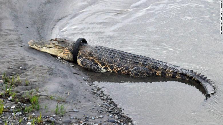 A crocodile with a motorcycle tire around its neck sun bathes by a riverbank in Palu, Central Sulawesi, on January 22, 2020.