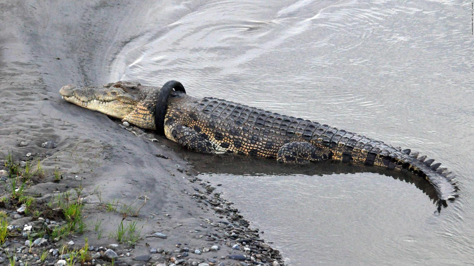Palu River crocodile: Remove the tire and you can win - CNN
