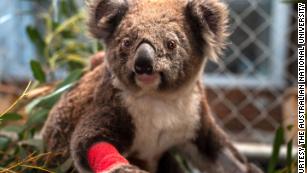 Rescued koalas named for fallen American firefighters