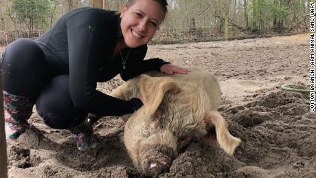 A volunteer gives a grateful pig a belly rub. 