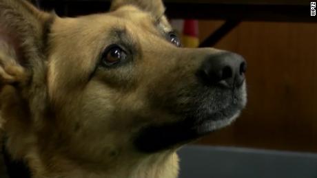 Sammy, a 6-year-old K-9, who is trained in tracking and drugs. 