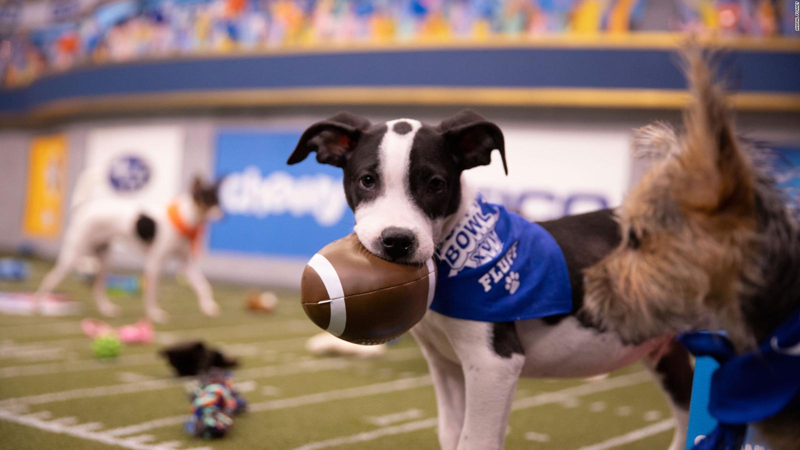 Puppy Bowl Winner! Team Fluff are this year's champs! - CNN