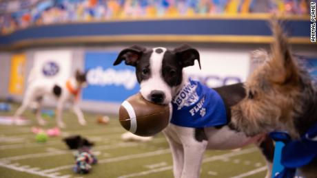 Bert, a mix of Great Pyrenees and Weimaraner, is a member of the Puppy Bowl-winning Team Fluff.